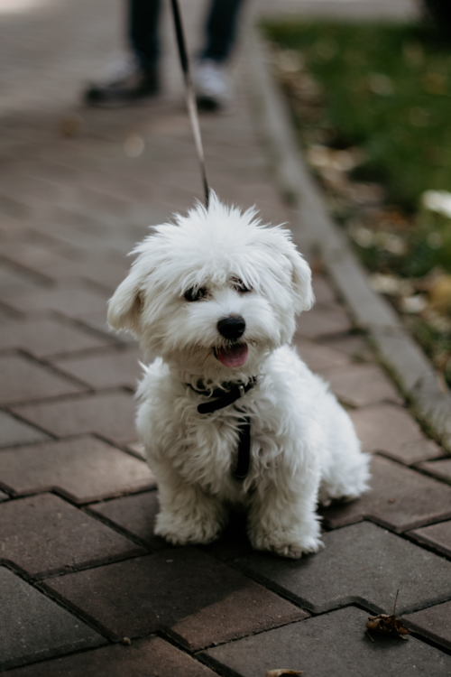 Small Maltese dog sitting on pavement